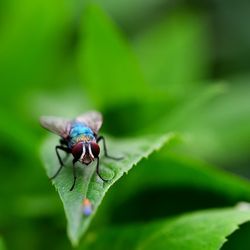 Close-up of insect on leaf