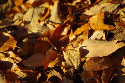 Full frame shot of dry autumn leaves