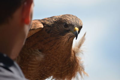 Rear view of falconry by red shouldered hawk