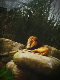 Close-up of animal relaxing on rock