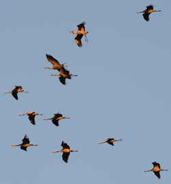 Low angle view of birds flying in the sky