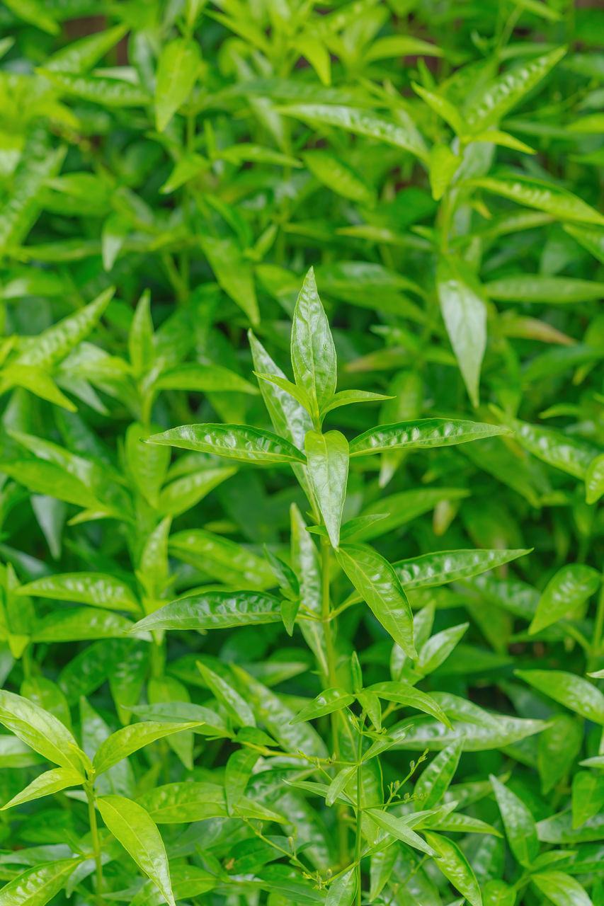 CLOSE-UP OF WET PLANTS ON FIELD
