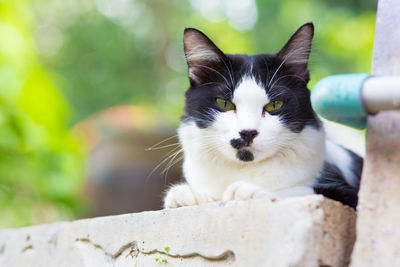 Close-up portrait of cat