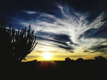 Silhouette trees against dramatic sky during sunset