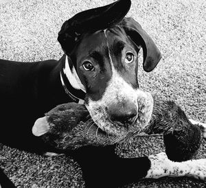 Close-up portrait of dog