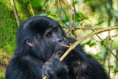 Close-up of monkey