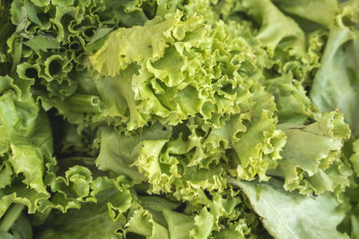 Fresh lettuce leaves in the fresh market