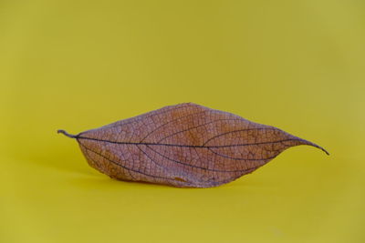 Close-up of dry leaf against yellow background