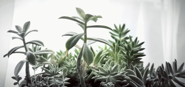 Close-up of potted plant against wall