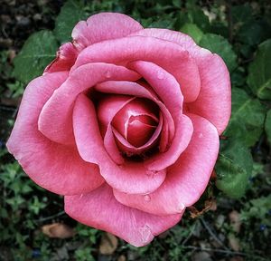 Close-up of pink rose growing outdoors