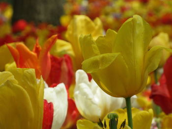 Close-up of flowers and leaves