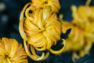 Close-up of yellow flowering plant