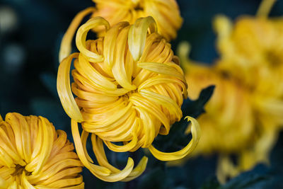 Close-up of yellow flowering plant