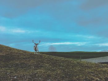 Deer on landscape against sky