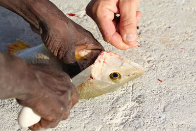 Cropped hands of man cutting fish while friend holding fishing hook