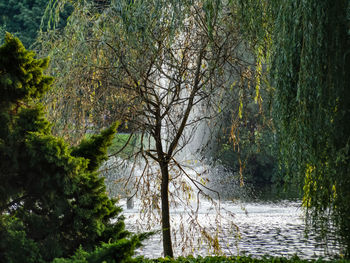 Scenic view of river amidst trees in forest