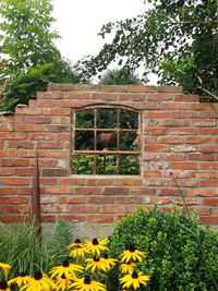 Yellow flowers blooming against brick wall