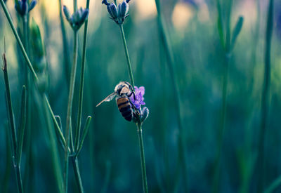 Close-up of insect on purple flower