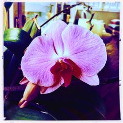 Close-up of pink flower