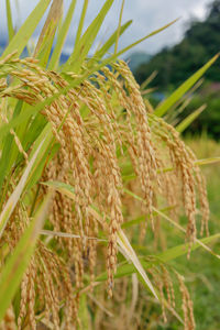 Close-up of wheat growing on field