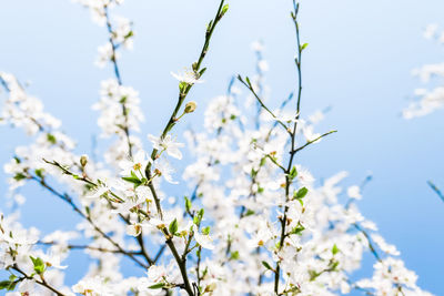 Low angle view of flowering plant against blue sky