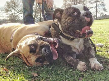 Close-up portrait of dogs