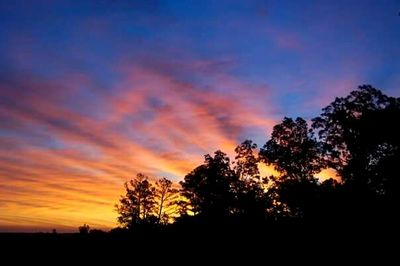 Silhouette of trees at sunset