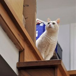 Cat looking away while sitting in box