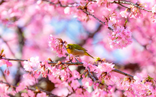 Pink cherry blossoms in spring