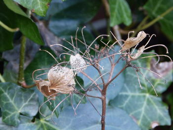 Close-up of caterpillar on tree