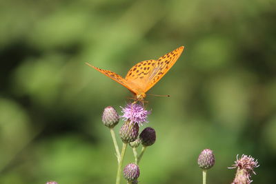 Close-up of butterfly pollinating on flower