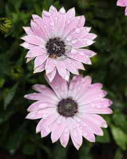 Close-up of purple flower blooming outdoors