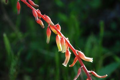 Close-up of red flower buds