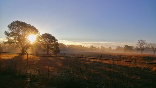 Trees on field against sky during sunrise