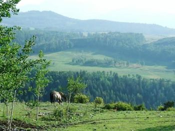 Sheep grazing on grassy field