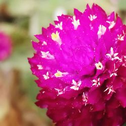 Close-up of wet purple flower