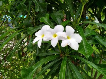 Close-up of white flowering plant