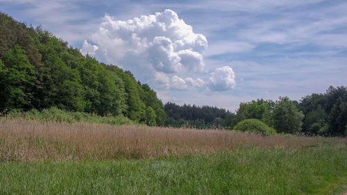 Scenic view of field against sky