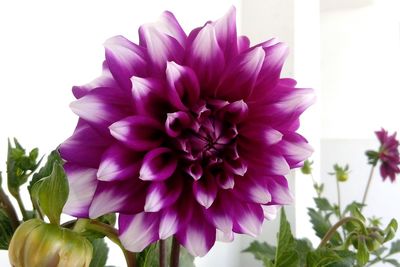 Close-up of purple flowers blooming outdoors