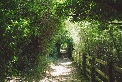 Walkway amidst trees in forest