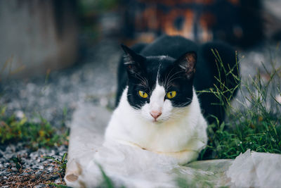 Portrait of a cat on field