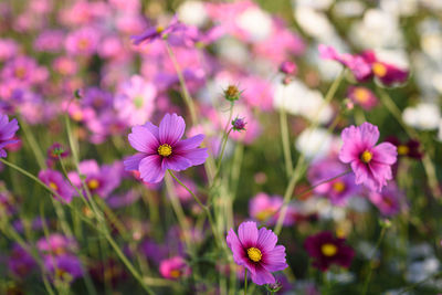 Close-up of pink cosmos flowers