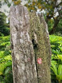 Close-up of caterpillar on tree stump