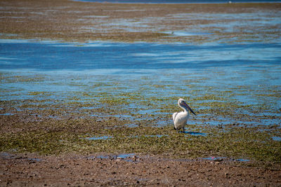 View of seagull on beach