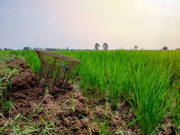 Scenic view of agricultural field against sky