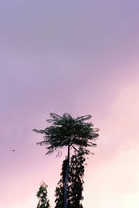 Low angle view of trees against sky