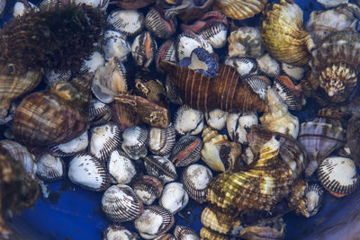 High angle view of shells