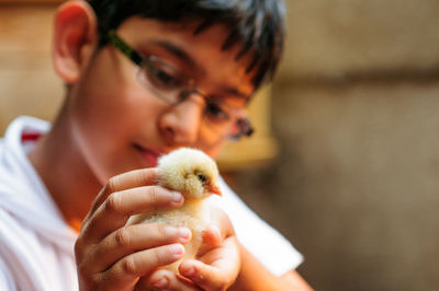 Close-up of boy holding chicken