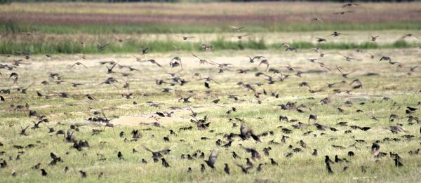 Scenic view of grassy field
