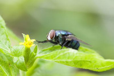 Close-up of insect on plant